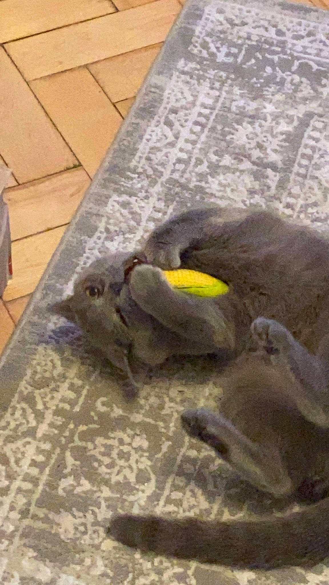 Blu is registered to the contest to win money with this photo: asphalt, carpet, cement, concrete, fish, flagstone, floor, flooring, grass, grey, hardwood, pattern, road_surface, room, sand, sidewalk, soil, tile, wood