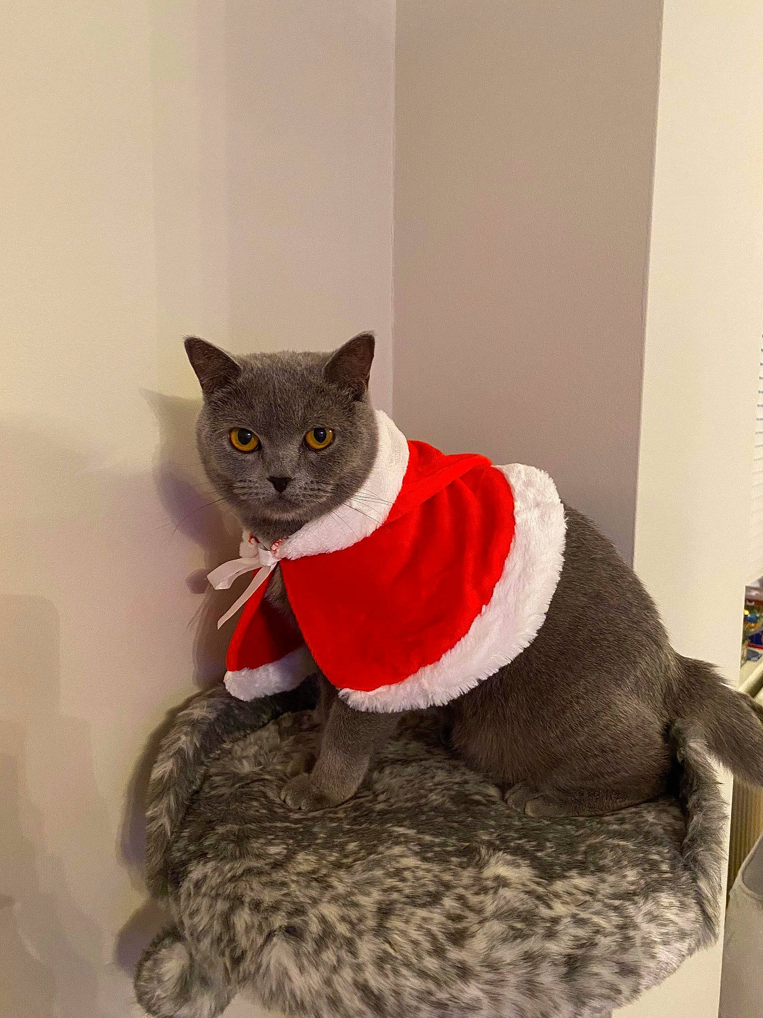 Blu is registered to the contest to win money with this photo: art, black_cat, carnivore, cat, cat_supply, comfort, costume_hat, domestic_short_haired_cat, fashion_accessory, fawn, felidae, fur, grey, hat, paw, small_to_medium_sized_cats, snout, tail, whiskers, window