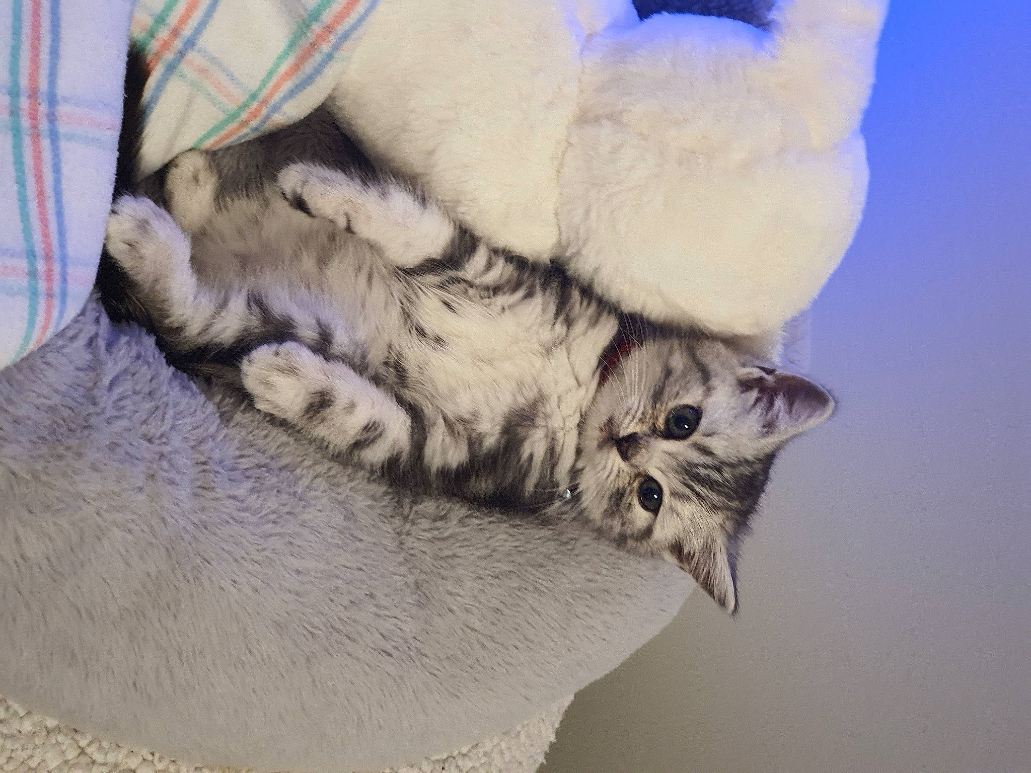 Vitani is registered to the contest to win money with this photo: canidae, carnivore, cat, claw, comfort, dog_breed, domestic_short_haired_cat, fawn, felidae, fur, nap, paw, sleep, small_to_medium_sized_cats, snout, tail, terrestrial_animal, whiskers, wildlife, window