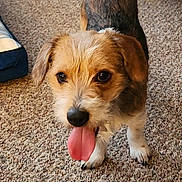 Bruno is registered to the contest to win money with this photo: dog, small_dog, terrier, pet, tongue, panting, brown_fur, white_fur, eyes, nose, paws, carpet, indoor, closeup, portrait, looking_up, tail, playful, bag, cute