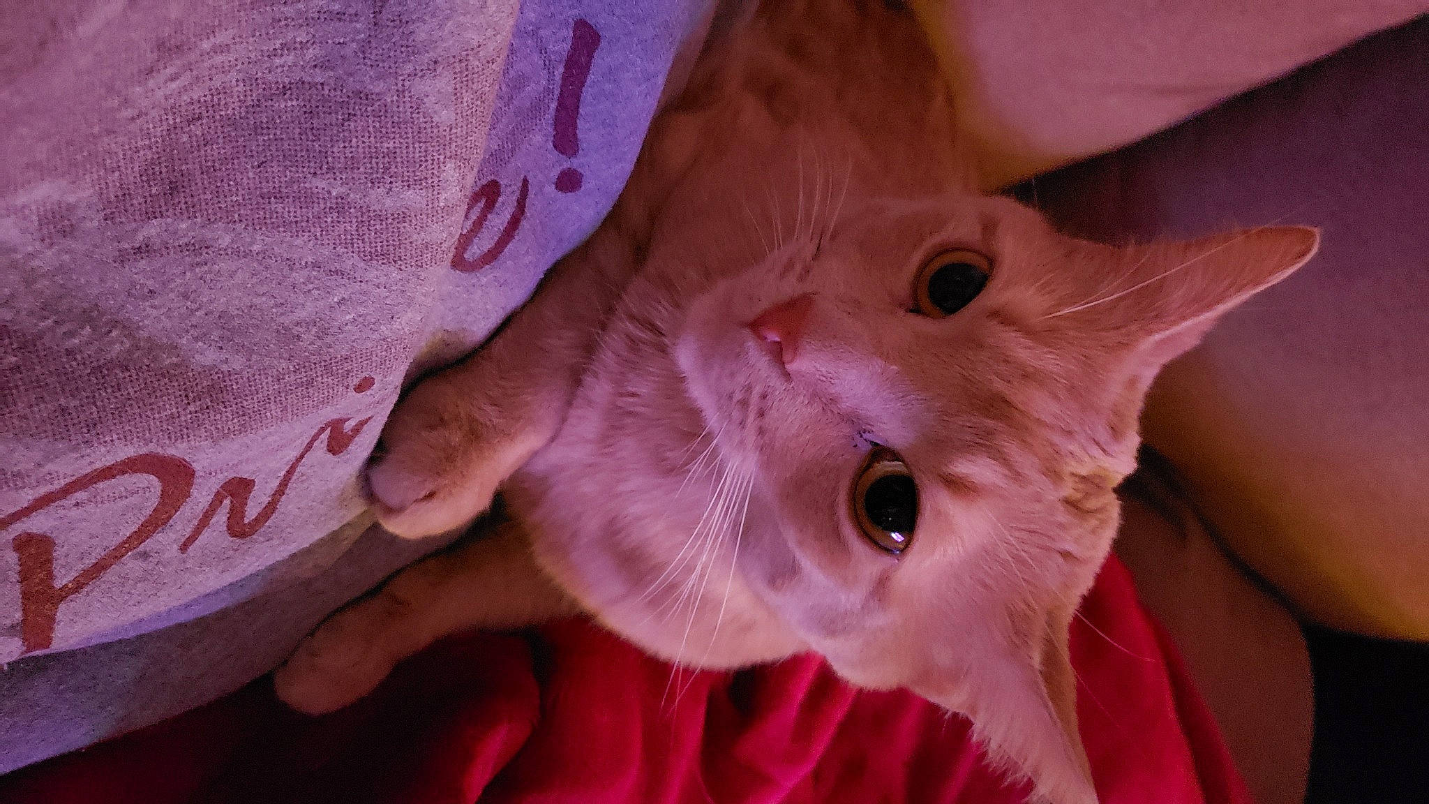 Simon is registered to the contest to win money with this photo: carnivore, cat, claw, close_up, ear, eyelash, fawn, felidae, finger, flesh, fur, gesture, magenta, nail, pattern, peach, pink, small_to_medium_sized_cats, snout, whiskers