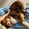 animal, blue_jeans, brown_dog, canine, companion, cozy, dog, fur, hand, happy_dog, indoor, lap, person, pet, relaxing, rug, smiling_dog, white_fur, wooden_floor, yellow_shirt