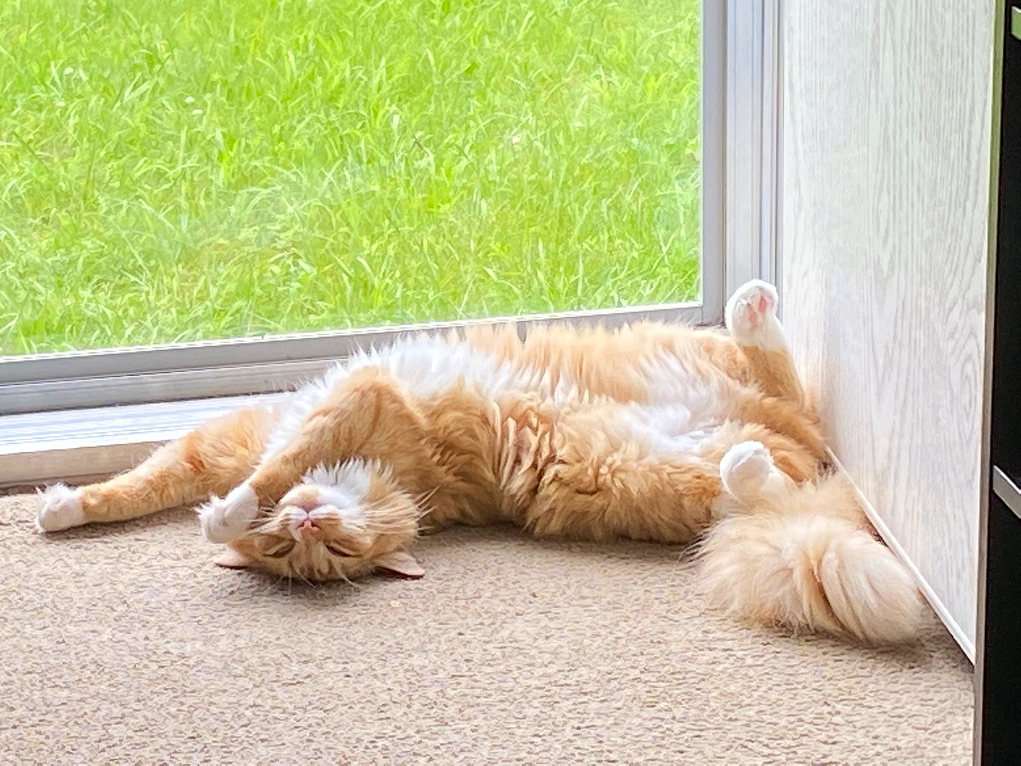 Pumpkin is registered to the contest to win money with this photo: asphalt, carnivore, cat, comfort, eye, fawn, felidae, flooring, foot, fur, grass, human_leg, plant, road_surface, small_to_medium_sized_cats, snout, tail, whiskers, window, wood