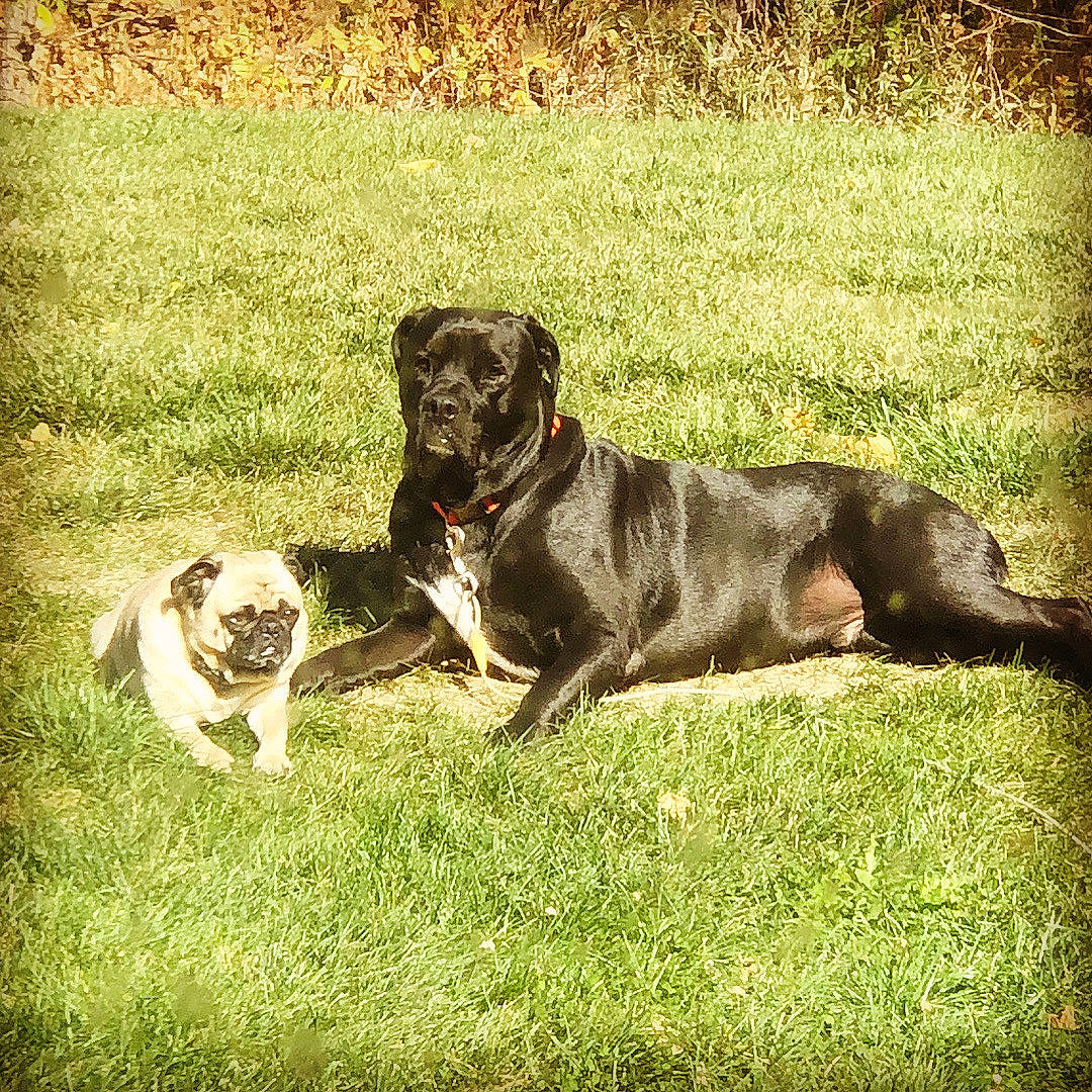 Duke And Cooper is registered to the contest to win money with this photo: canidae, carnivore, collar, companion_dog, dog, dog_breed, dog_collar, fawn, field, grass, hunting_dog, liver, mammal, non_sporting_group, puppy, snout, sporting_group, toy_dog, working_animal, working_dog