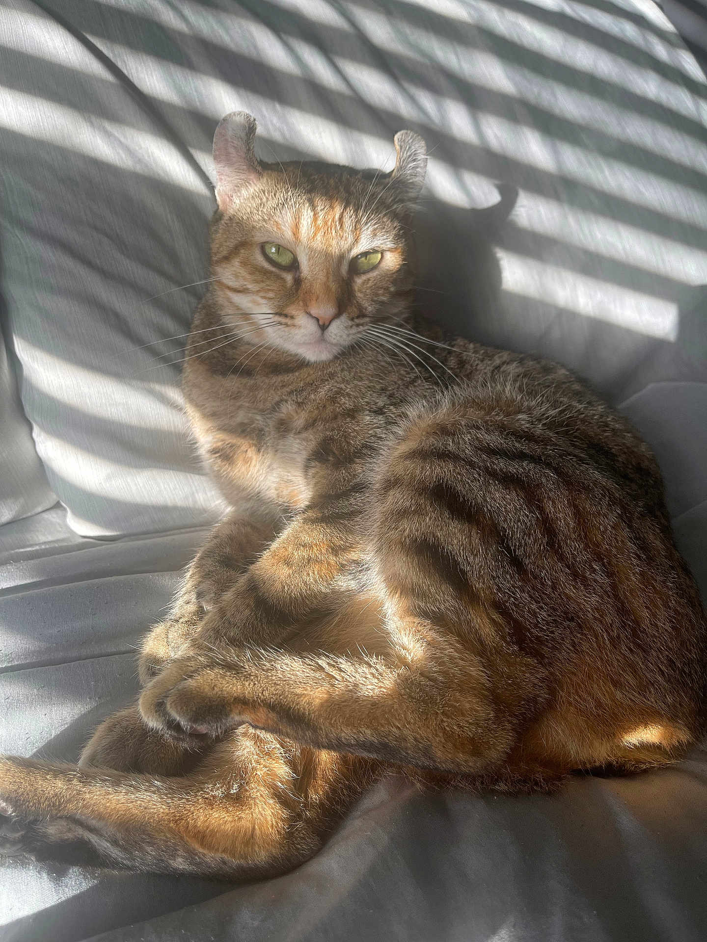 Babbsy joined the competition — help win amazing prizes! cat, tabby, sunlight, shadow, couch, indoor, pet, feline, striped, relaxed, fur, whiskers, ears, green_eyes, resting, cozy, home, light_and_shadow, comfort, animal