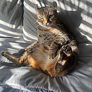 Babbsy joined the competition — help win amazing prizes! cat, tabby, pet, animal, couch, sunlight, shadow, indoor, relaxed, fur, paw, whiskers, green_eyes, striped, comfortable, resting, cozy, home, feline, background