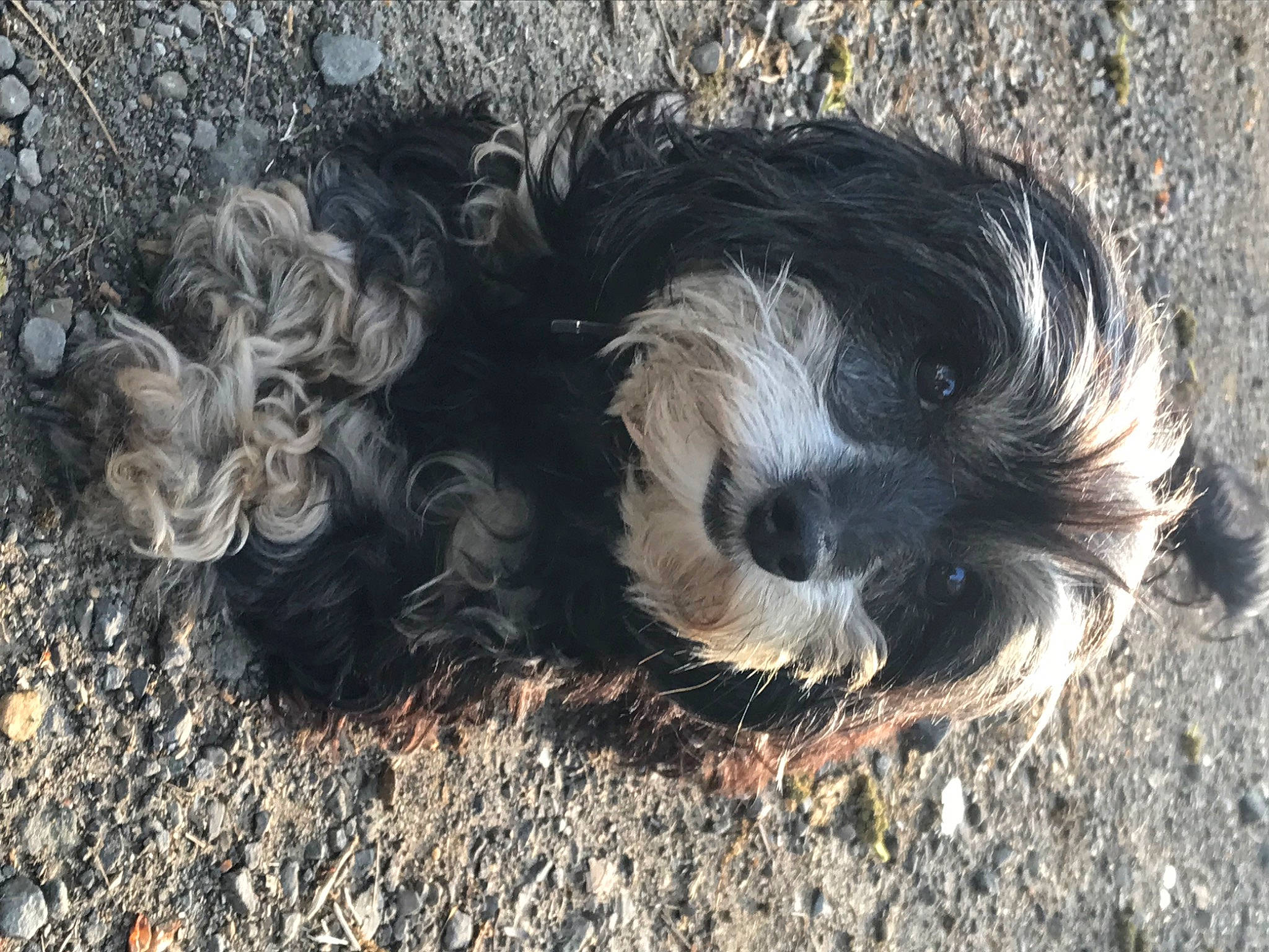 Shylee joined the competition — help win amazing prizes! asphalt, canidae, carnivore, companion_dog, dog, dog_breed, fur, liver, non_sporting_group, puppy, shih_poo, small_terrier, snout, soil, sporting_group, terrestrial_animal, terrier, toy_dog
