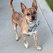 Thor is registered to the contest to win money with this photo: alert, animal, bow_tie, brindle, canine, close_up, collar, curious, cute, dog, domestic_animal, ears, friendly, furry, outdoor, pavement, pet, portrait, sidewalk, walking