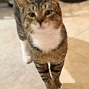 Thom joined the competition — help win amazing prizes! cat, tabby, pet, animal, feline, indoors, tile_floor, walking, standing, crossed_paws, striped_fur, white_chest, white_paws, pointed_ears, whiskers, green_eyes, closeup, portrait, warm_lighting, candid