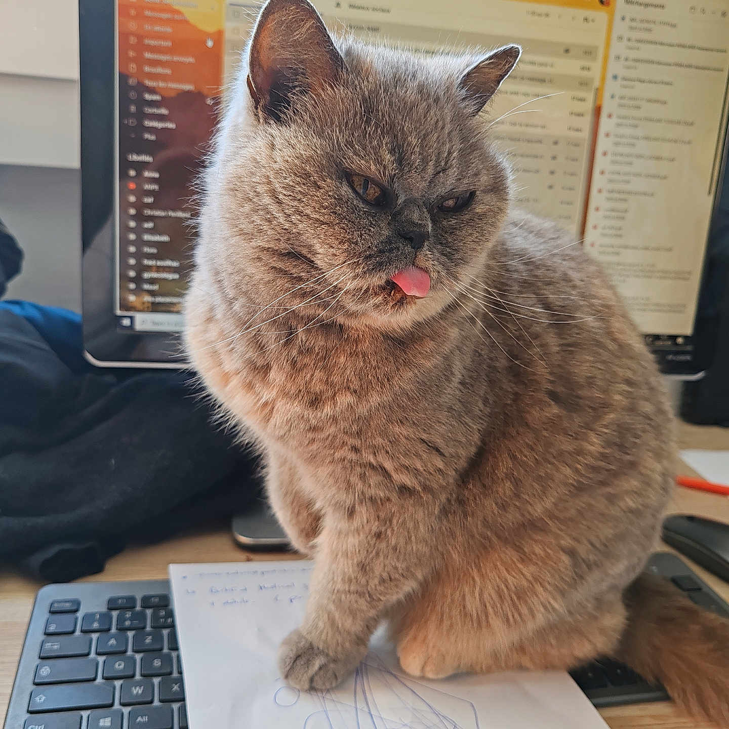 Easy participe au concours pour gagner de l'argent avec cette photo : animal, cat, computer, computerhardware, computerkeyboard, desk, electronics, furniture, hardware, hardwood, laptop, mobilephone, monitor, pc, pen, pet, phone, screen, table, wood