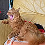 Rouky participe au concours pour gagner de l'argent avec cette photo : cat, orange_cat, fluffy, yawning, chair, leather_chair, blanket, indoor, pet, feline, relaxed, cute, whiskers, paws, tail, cozy, home, animal, sleepy, resting