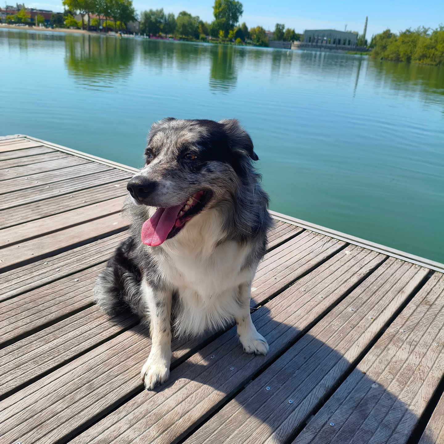 Robby a rejoint le concours — aidez-le/la à gagner de superbes lots ! dog, sitting, dock, lake, water, trees, reflection, sunny, outdoor, pet, canine, tongue_out, happy, nature, blue_sky, wood, animal, daylight, calm, peaceful
