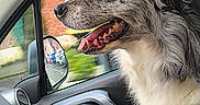 Robby participe au concours pour gagner de l'argent avec cette photo : animal, blurred_background, bottle, box, car_interior, daylight, dog, door, fur, happy, interior, looking_out, mouth_open, passenger_seat, pet, profile, seat, side_mirror, vehicle, window