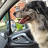 Robby participe au concours pour gagner de l'argent avec cette photo : dog, car_interior, window, side_mirror, seat, door, happy, pet, animal, mouth_open, fur, looking_out, vehicle, passenger_seat, interior, box, bottle, daylight, blurred_background, profile