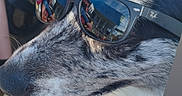 Robby participe au concours pour gagner de l'argent avec cette photo : dog, sunglasses, rayban, tongue, happy, pet, animal, hand, stroller, baby, foot, outdoor, sunlight, black_and_white, fur, close_up, portrait, canine, accessory, reflection