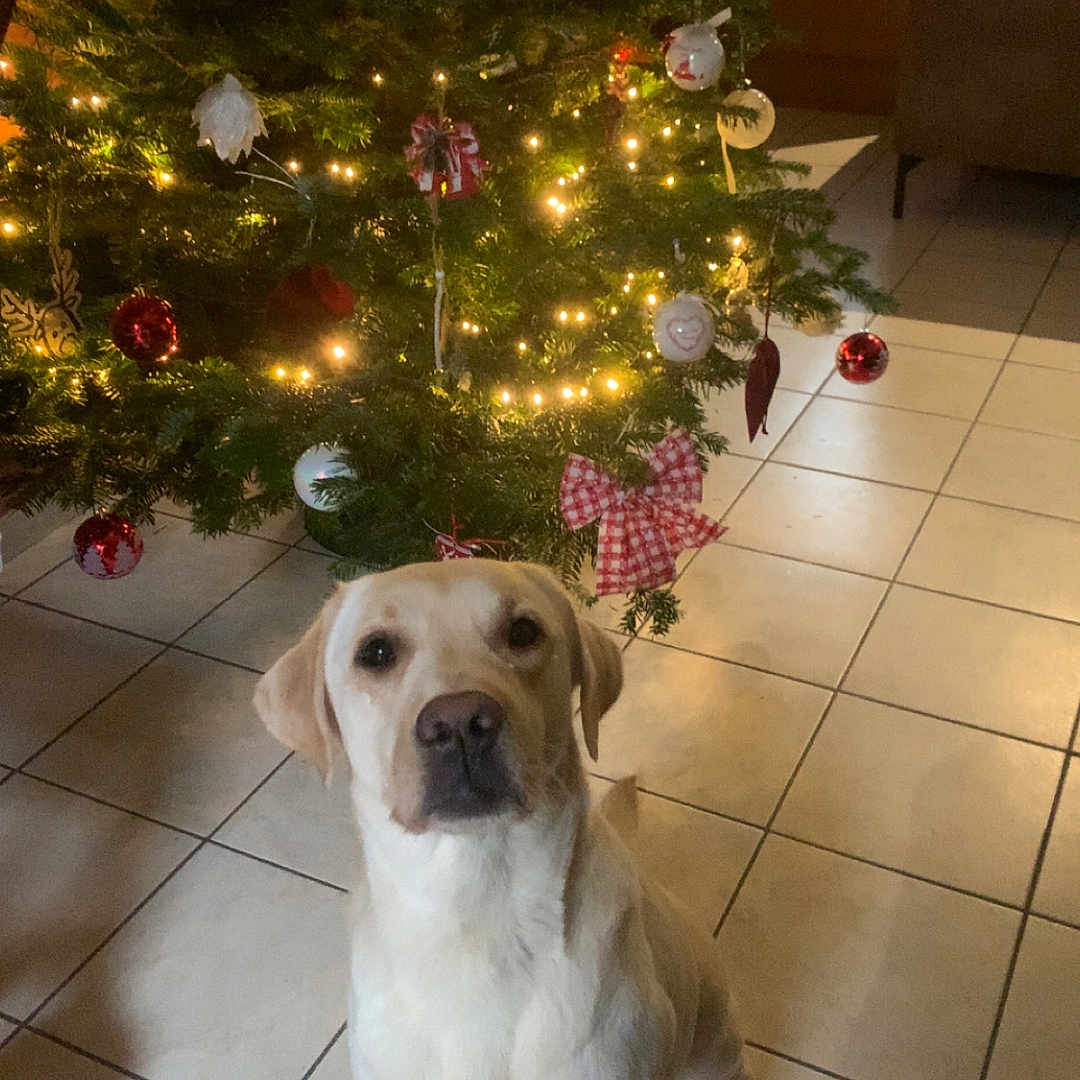 Potter participe au concours pour gagner de l'argent avec cette photo : animal, bow, christmas_tree, couch, cute, decorations, dog, door, festive, green, holiday, indoor, labrador, lights, ornaments, pet, red, sitting, tiled_floor, white