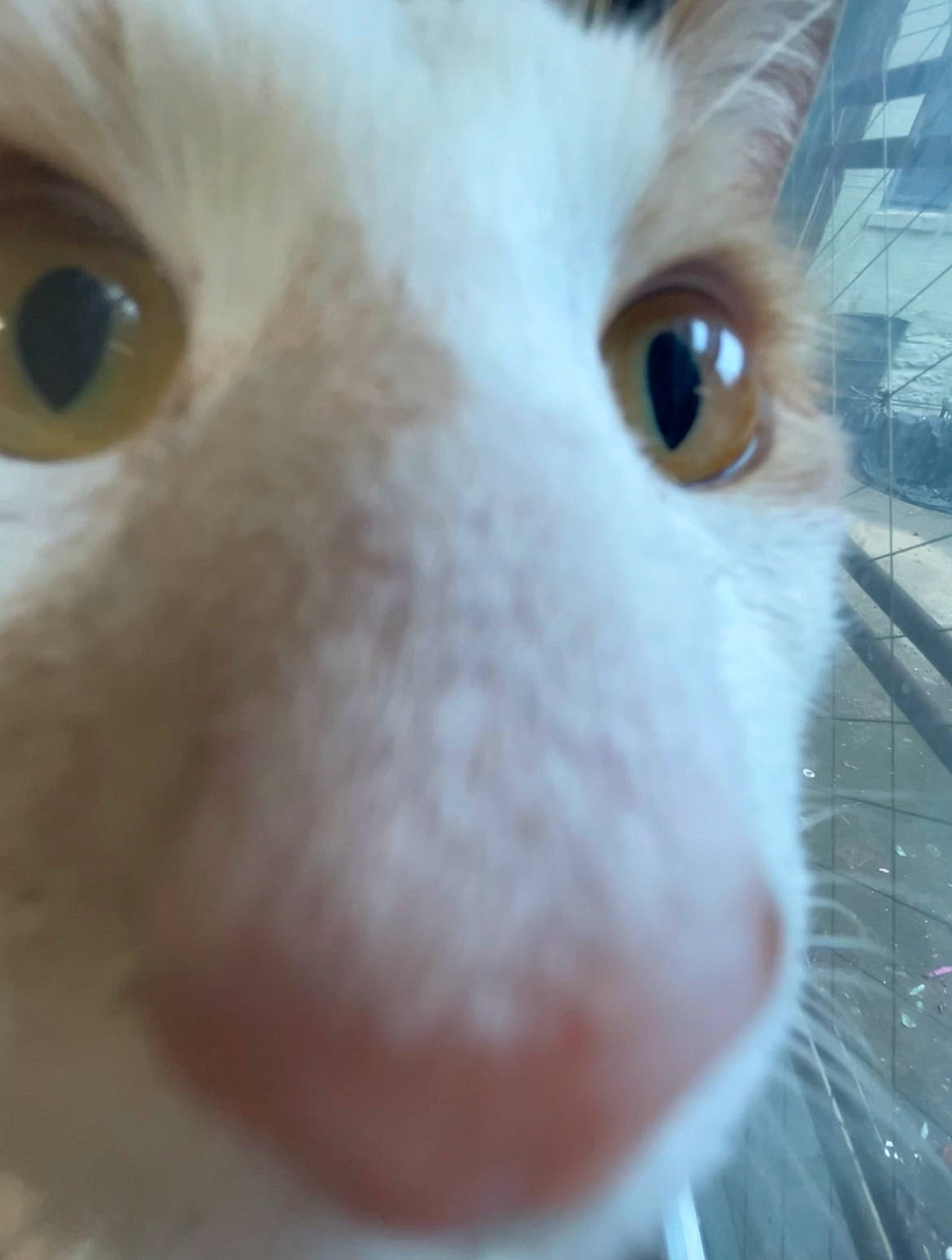 Tommy is registered to the contest to win money with this photo: carnivore, cat, close_up, domestic_short_haired_cat, eyebrow, eyelash, fang, fawn, felidae, fur, iris, mammal, nose, small_to_medium_sized_cats, snout, terrestrial_animal, toy, vertebrate, whiskers