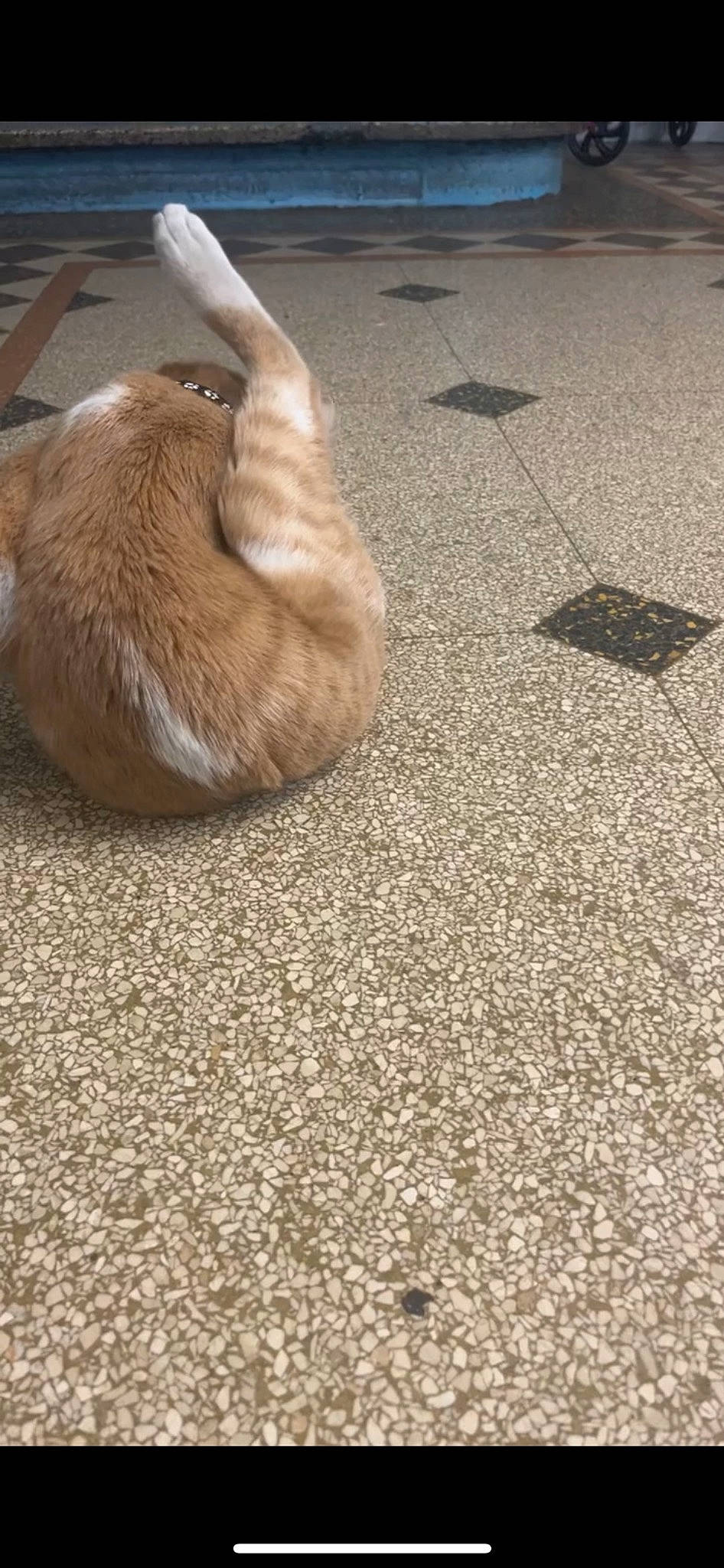 Tommy is registered to the contest to win money with this photo: asphalt, cat, claw, domestic_short_haired_cat, fawn, felidae, flooring, foot, fur, grass, human_leg, road_surface, shadow, small_to_medium_sized_cats, soil, tail, terrestrial_animal, whiskers, wildlife, wood