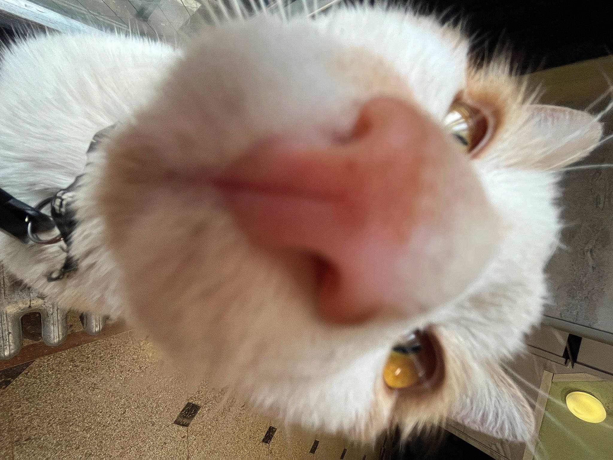 Tommy is registered to the contest to win money with this photo: canidae, carnivore, cat, claw, close_up, companion_dog, dog_breed, ear, fawn, felidae, fur, mammal, nose, paw, photo_caption, small_to_medium_sized_cats, snout, sporting_group, tail, whiskers