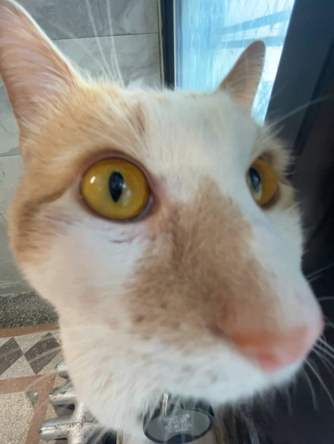 Tommy joined the competition — help win amazing prizes! carnivore, cat, domestic_short_haired_cat, fawn, felidae, fur, iris, small_to_medium_sized_cats, snout, tail, whiskers, window