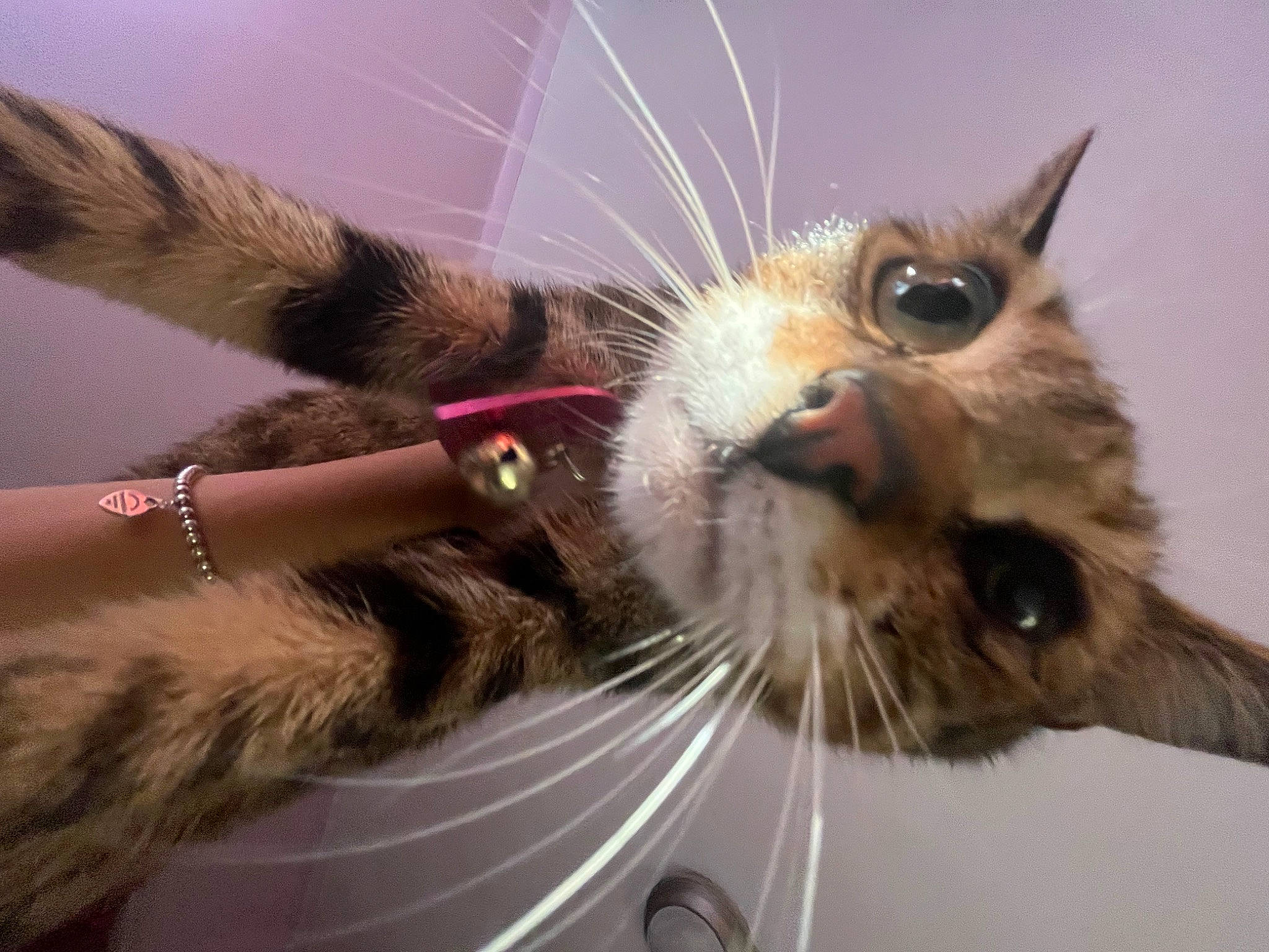 Coco joined the competition — help win amazing prizes! carnivore, cat, claw, domestic_short_haired_cat, ear, eye, eyewear, fawn, felidae, fur, paw, plant, small_to_medium_sized_cats, tail, whiskers