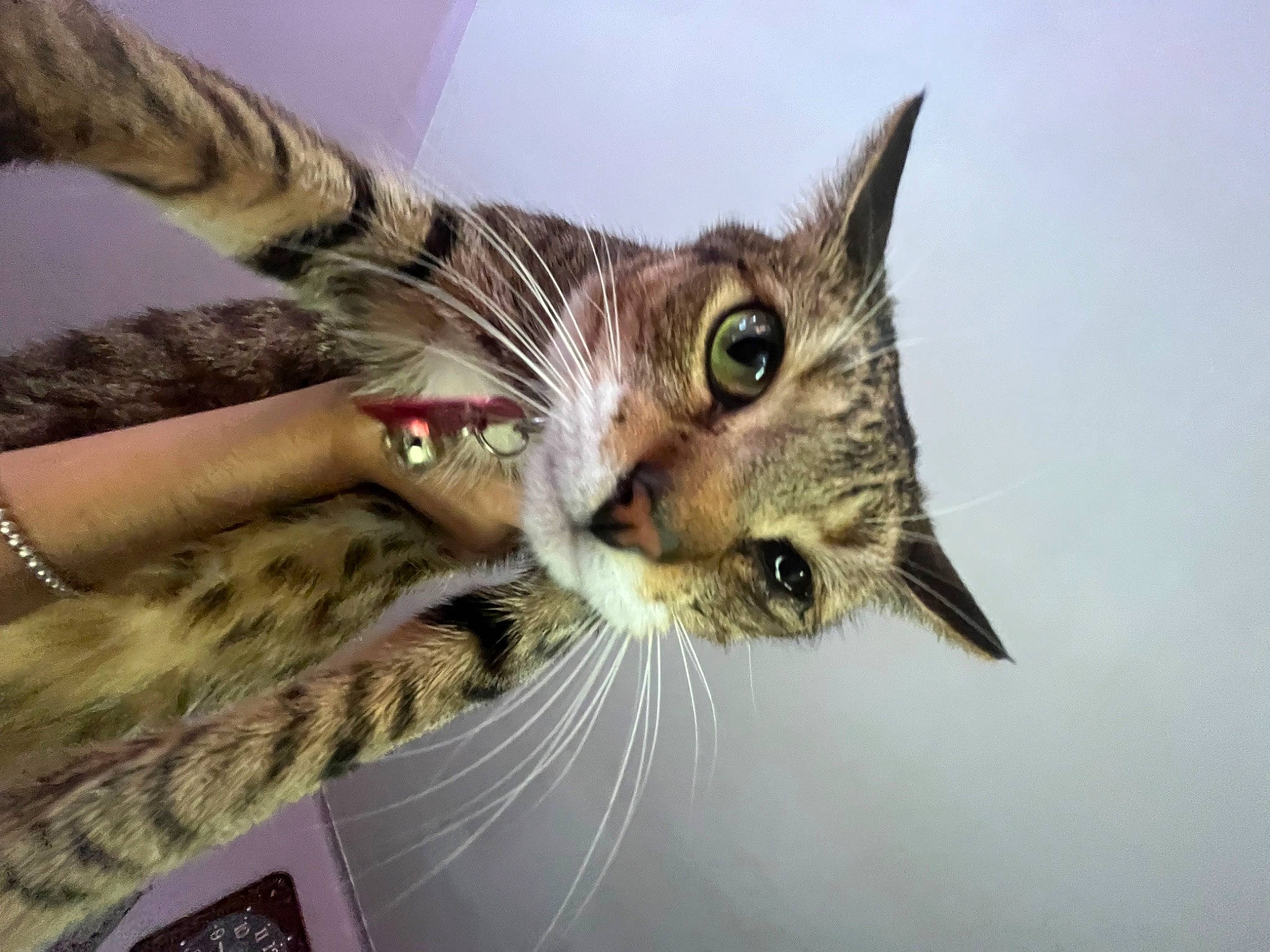 Coco joined the competition — help win amazing prizes! carnivore, cat, claw, domestic_short_haired_cat, eyelash, fawn, felidae, fur, gesture, paw, small_to_medium_sized_cats, snout, tail, tree, whiskers