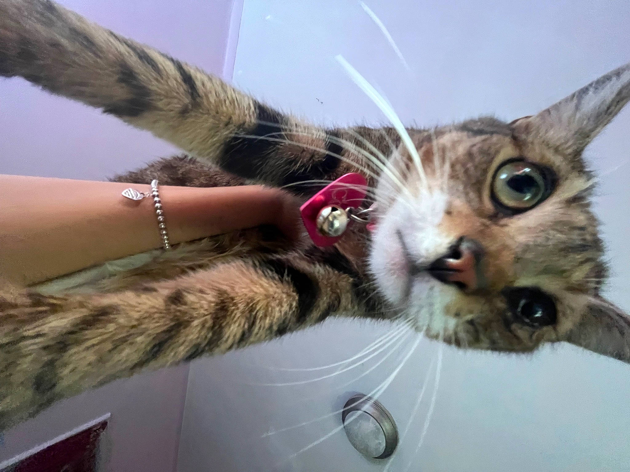 Coco is registered to the contest to win money with this photo: carnivore, cat, claw, domestic_short_haired_cat, eyelash, felidae, fur, nail, paw, small_to_medium_sized_cats, snout, tail, whiskers, wire