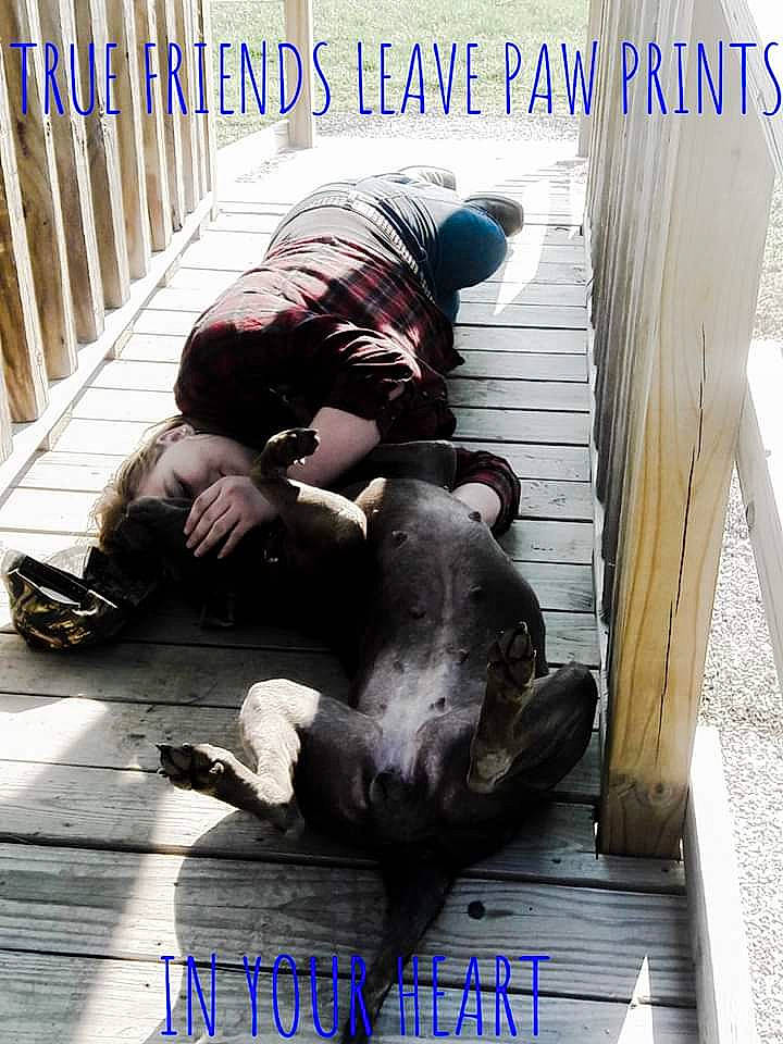 Bella is registered to the contest to win money with this photo: canidae, companion_dog, photo_caption, sporting_group