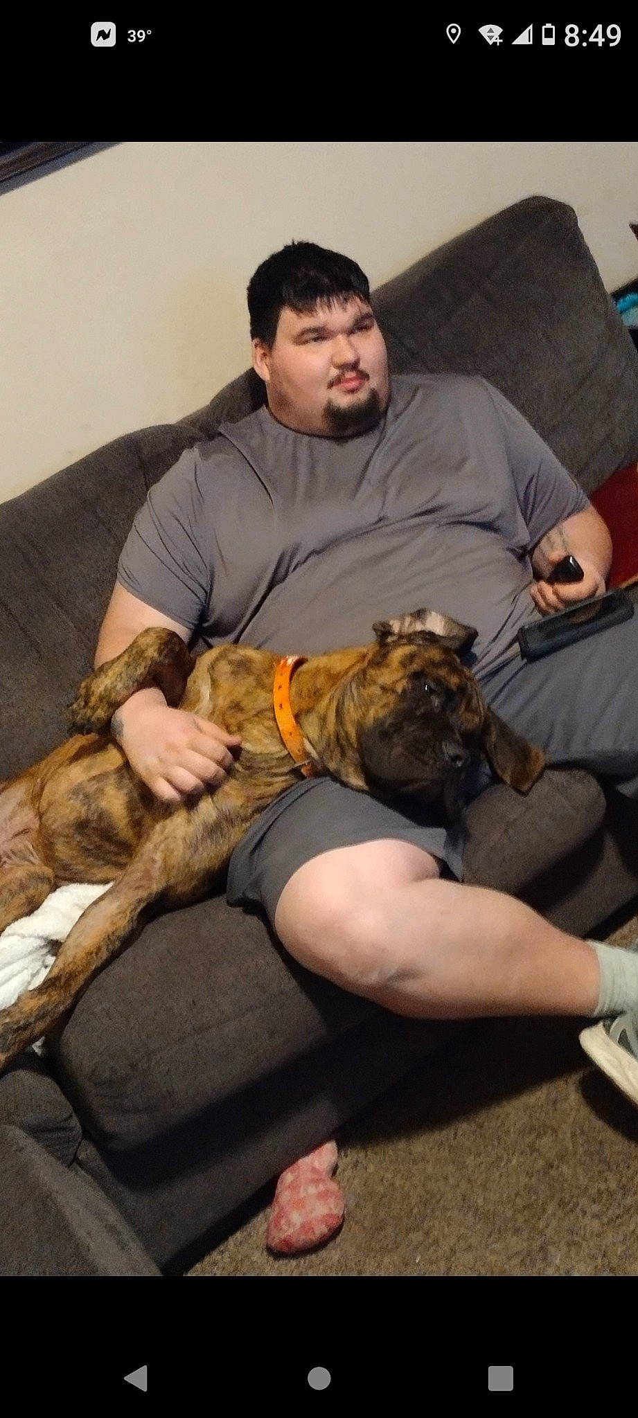 Hank joined the competition — help win amazing prizes! abdomen, arm, carnivore, comfort, companion_dog, couch, dog, dog_breed, elbow, fawn, hand, head, joint, knee, lap, leg, muscle, sneakers, thigh, trunk