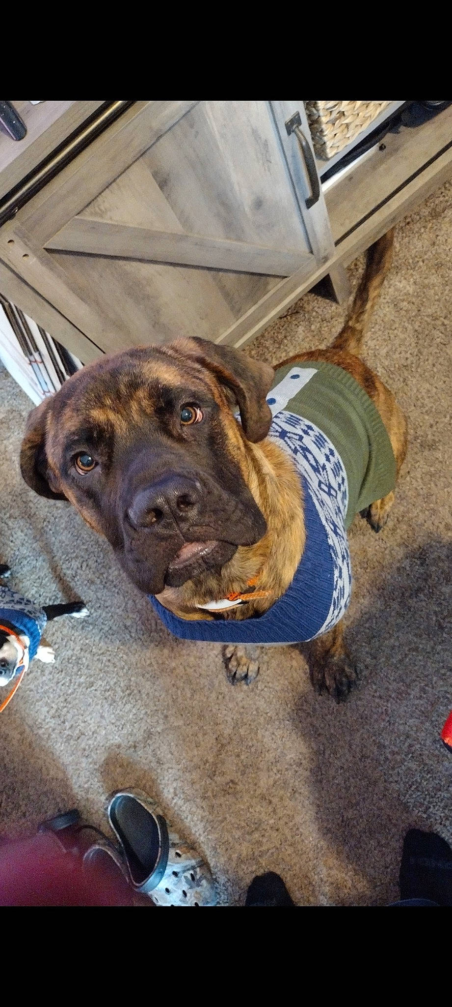 Hank is registered to the contest to win money with this photo: canidae, carnivore, collar, companion_dog, dog, dog_breed, dog_collar, electric_blue, fur, guard_dog, liver, natural_material, non_sporting_group, sporting_group, working_animal, working_dog, wrinkle