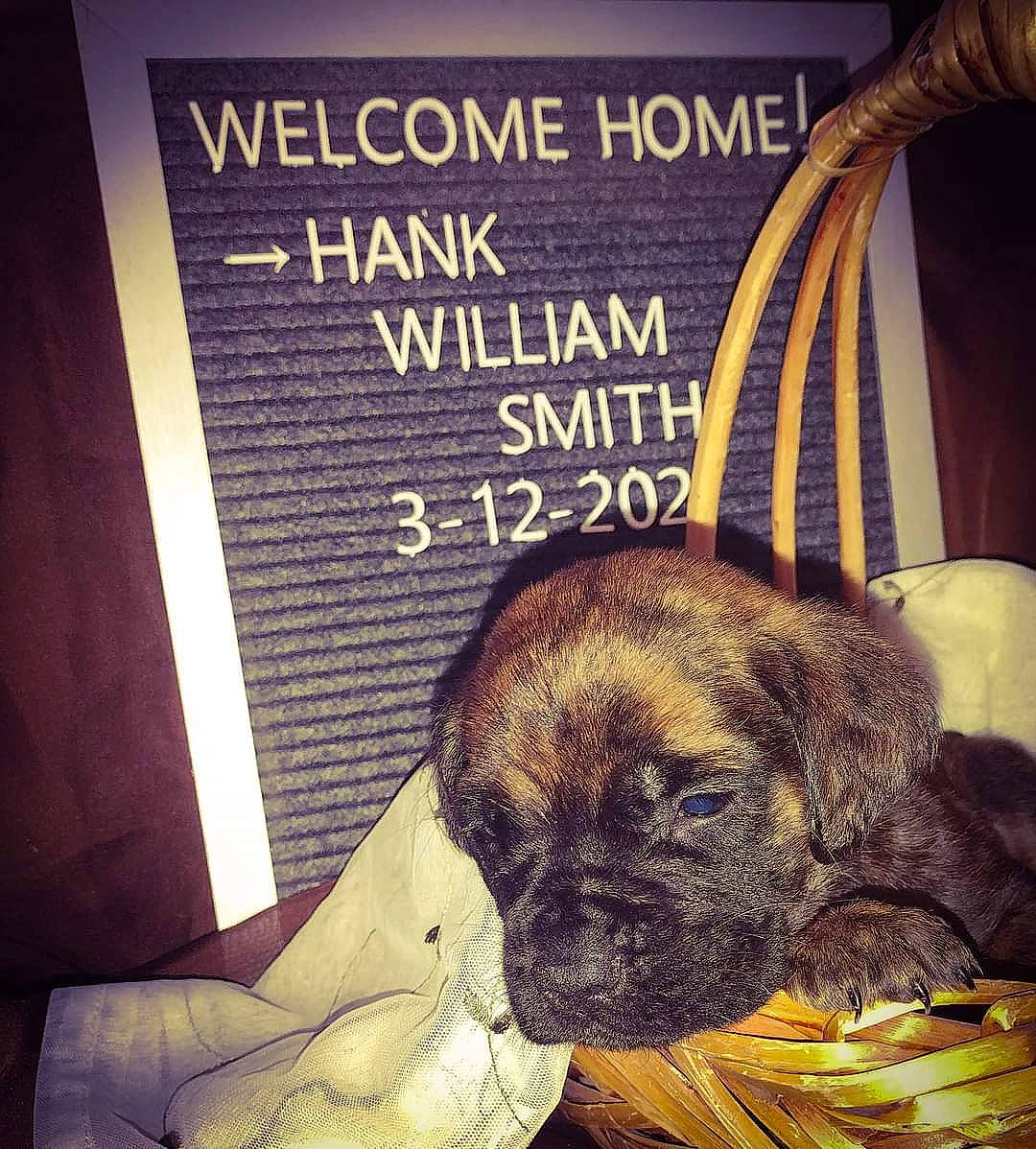 Hank joined the competition — help win amazing prizes! art, canidae, carnivore, cloud, companion_dog, darkness, dog, dog_breed, dog_crate, font, fur, illustration, metal, photo_caption, snout, sporting_group, square, toy_dog, visual_arts, whiskers