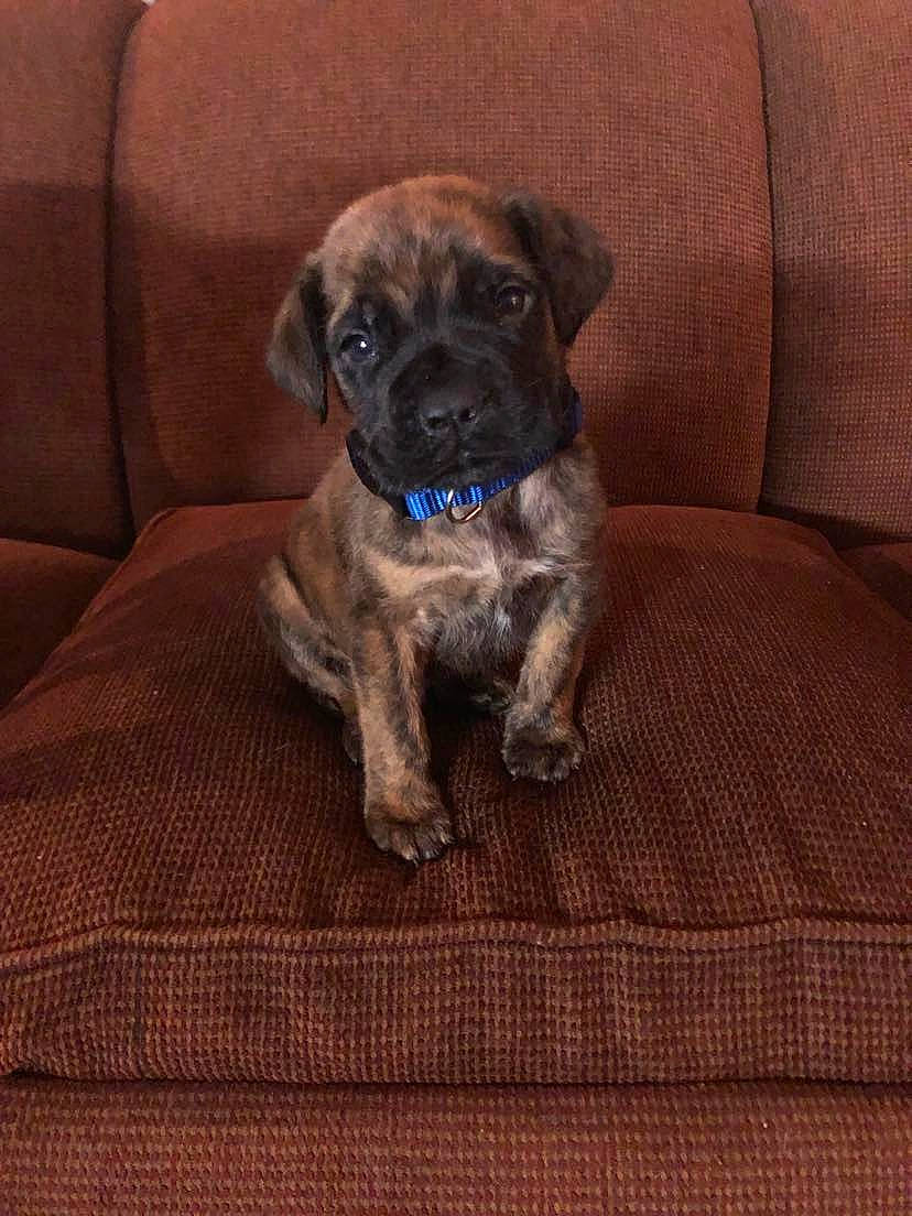 Hank is registered to the contest to win money with this photo: carnivore, chair, comfort, companion_dog, couch, dog, dog_breed, dog_supply, guard_dog, hardwood, pet_supply, pug, sleeper_chair, terrestrial_animal, toy_dog, whiskers, wood, working_animal, working_dog, wrinkle
