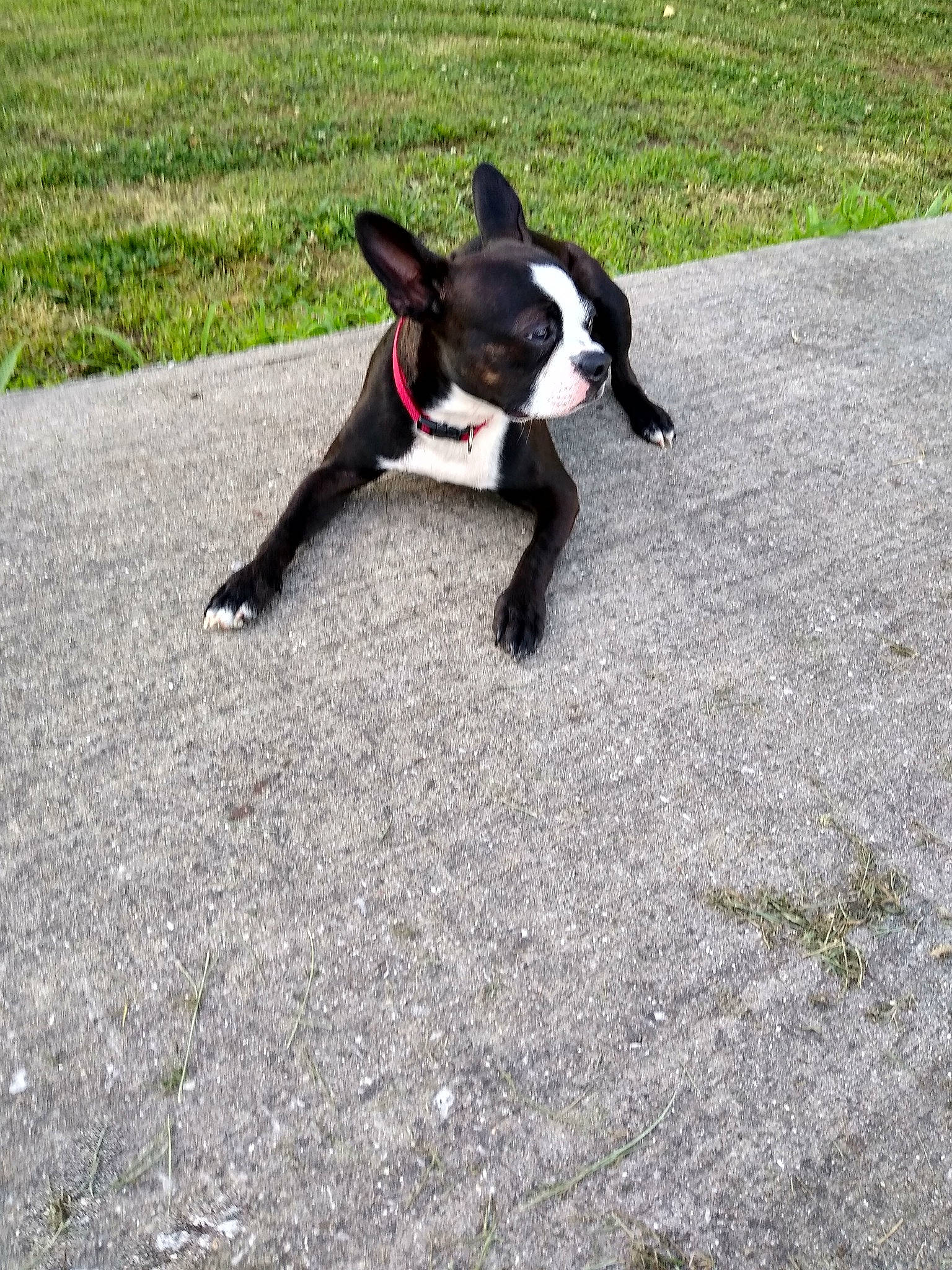 Spade is registered to the contest to win money with this photo: boston_terrier, canidae, carnivore, companion_dog, dog, dog_breed, fawn, french_bulldog, grass, mammal, mcnab, non_sporting_group, snout, sporting_group, tail, vertebrate