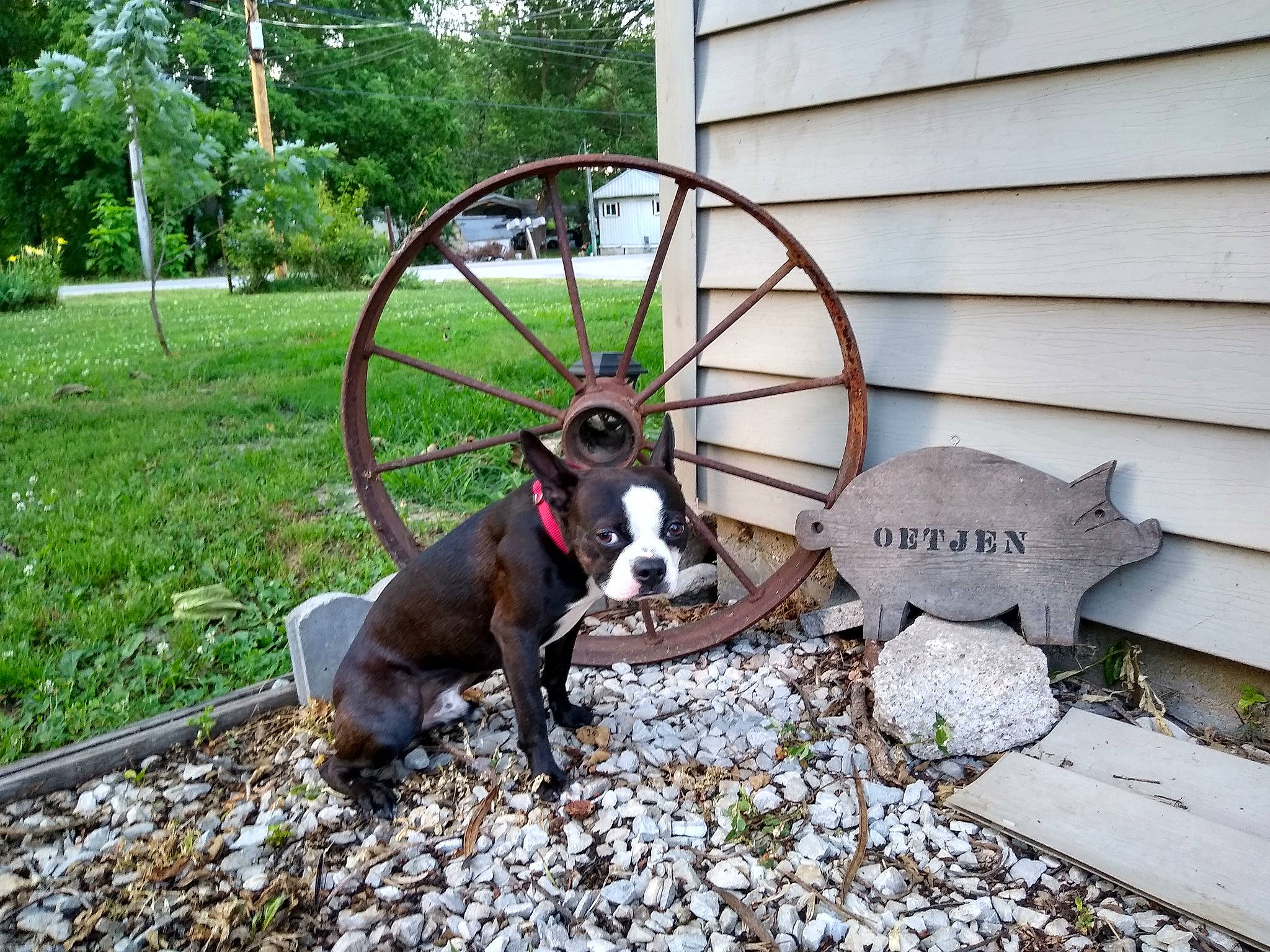 Spade is registered to the contest to win money with this photo: bicycle_wheel, canidae, carnivore, dog, dog_breed, metal, rim, snout, spoke, wheel, yard
