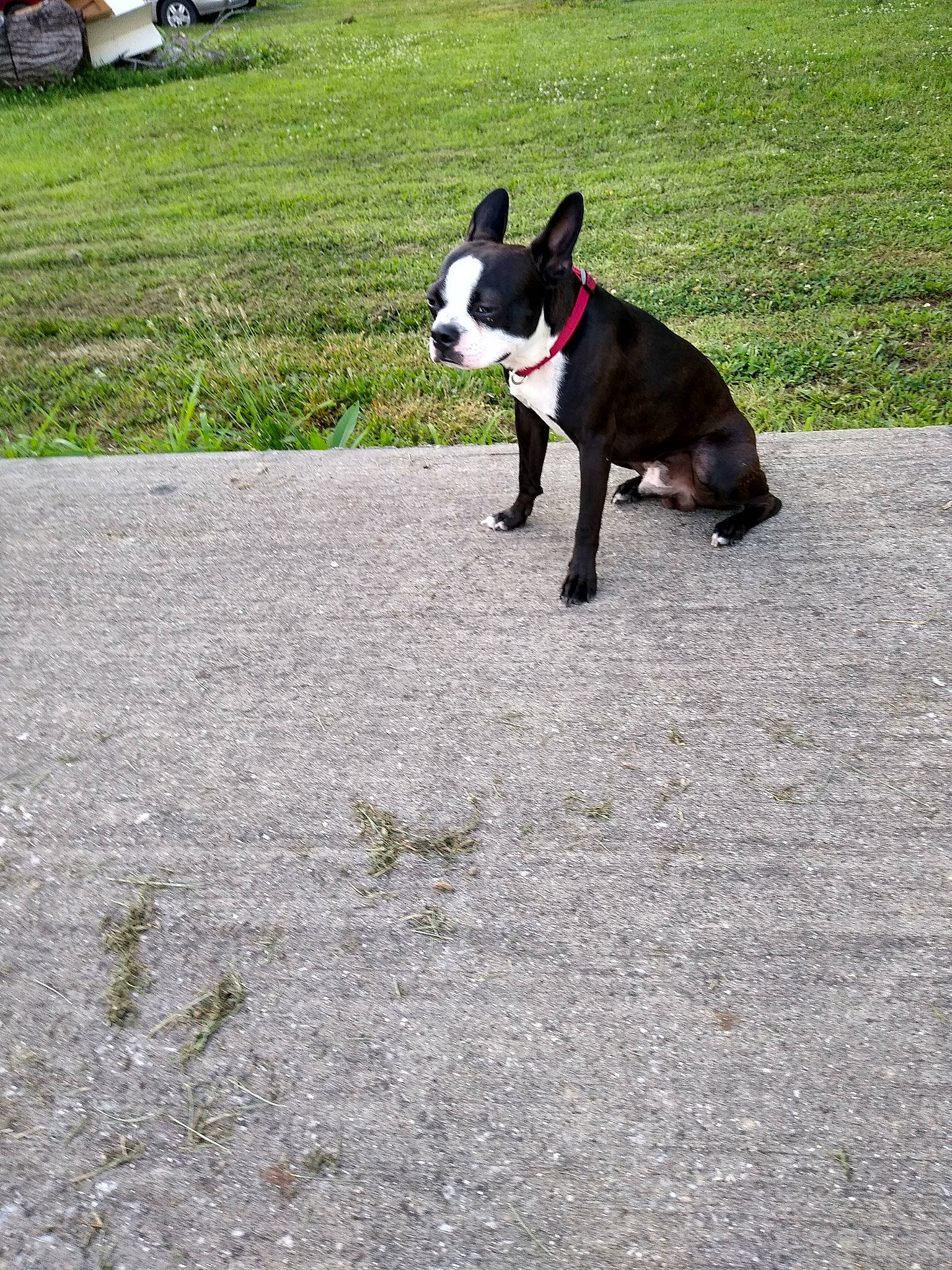 Spade is registered to the contest to win money with this photo: adventure, boston_terrier, canidae, carnivore, companion_dog, dog, dog_breed, dog_walking, fawn, french_bulldog, leash, mammal, molosser, non_sporting_group, snout, sporting_group, tail, vertebrate