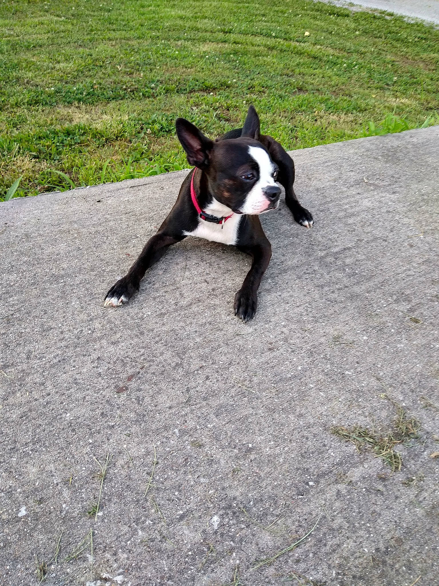 Spade joined the competition — help win amazing prizes! boston_terrier, canidae, carnivore, companion_dog, dog, dog_breed, fawn, french_bulldog, grass, leash, mammal, mcnab, non_sporting_group, plant, snout, tail, vertebrate