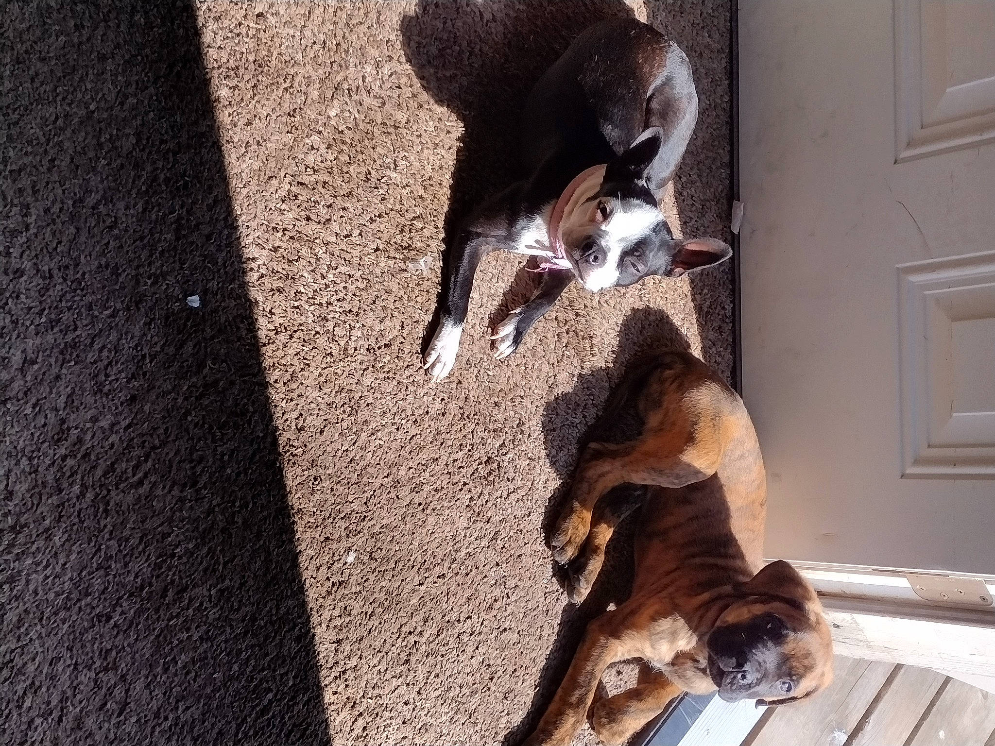 Jolene joined the competition — help win amazing prizes! asphalt, canidae, carnivore, comfort, companion_dog, dog, dog_breed, door, fawn, felidae, flooring, fur, mammal, small_to_medium_sized_cats, snout, sporting_group, tail, vertebrate, whiskers, wood