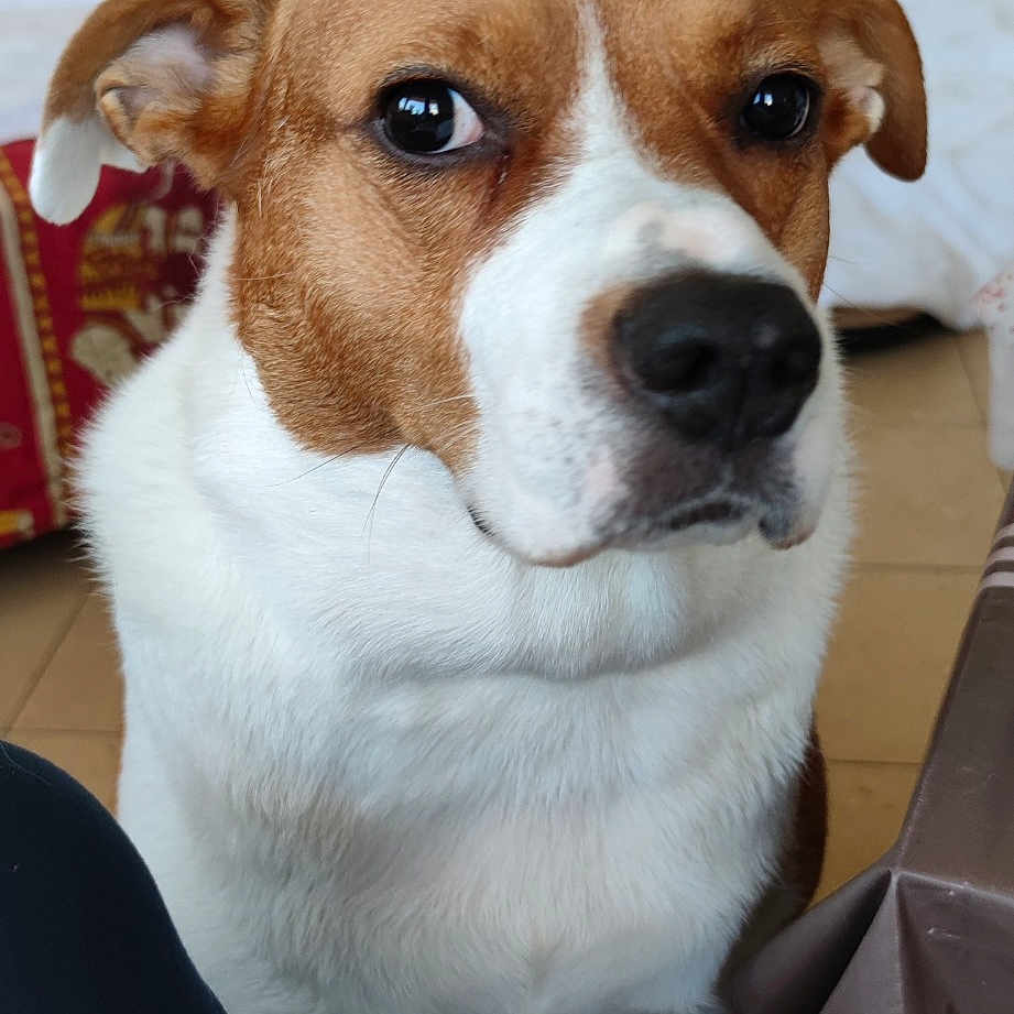 Nila