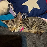 Ozzy is registered to the contest to win money with this photo: cat, kitten, sleeping, tabby, collar, bell, pillow, star_pattern, plush, indoor, cozy, resting, feline, pet, animal, cute, soft, closeup, relaxation, home