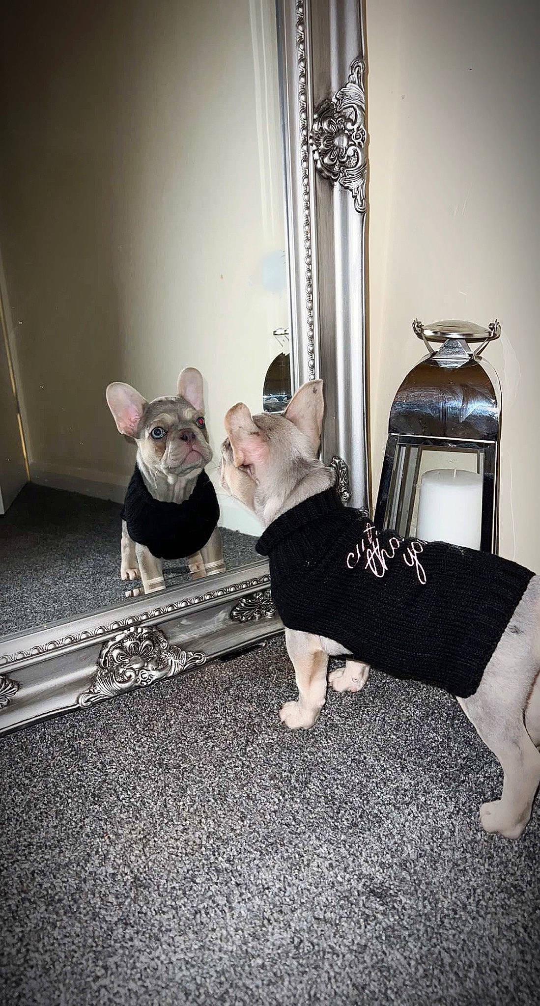 Gigi is registered to the contest to win money with this photo: comfort, companion_dog, fawn, felidae, flooring, grey, human_leg, mammal, metal, monochrome, monochrome_photography, room, sitting, small_to_medium_sized_cats, snout, teddy_bear, toy, toy_dog, whiskers, wood