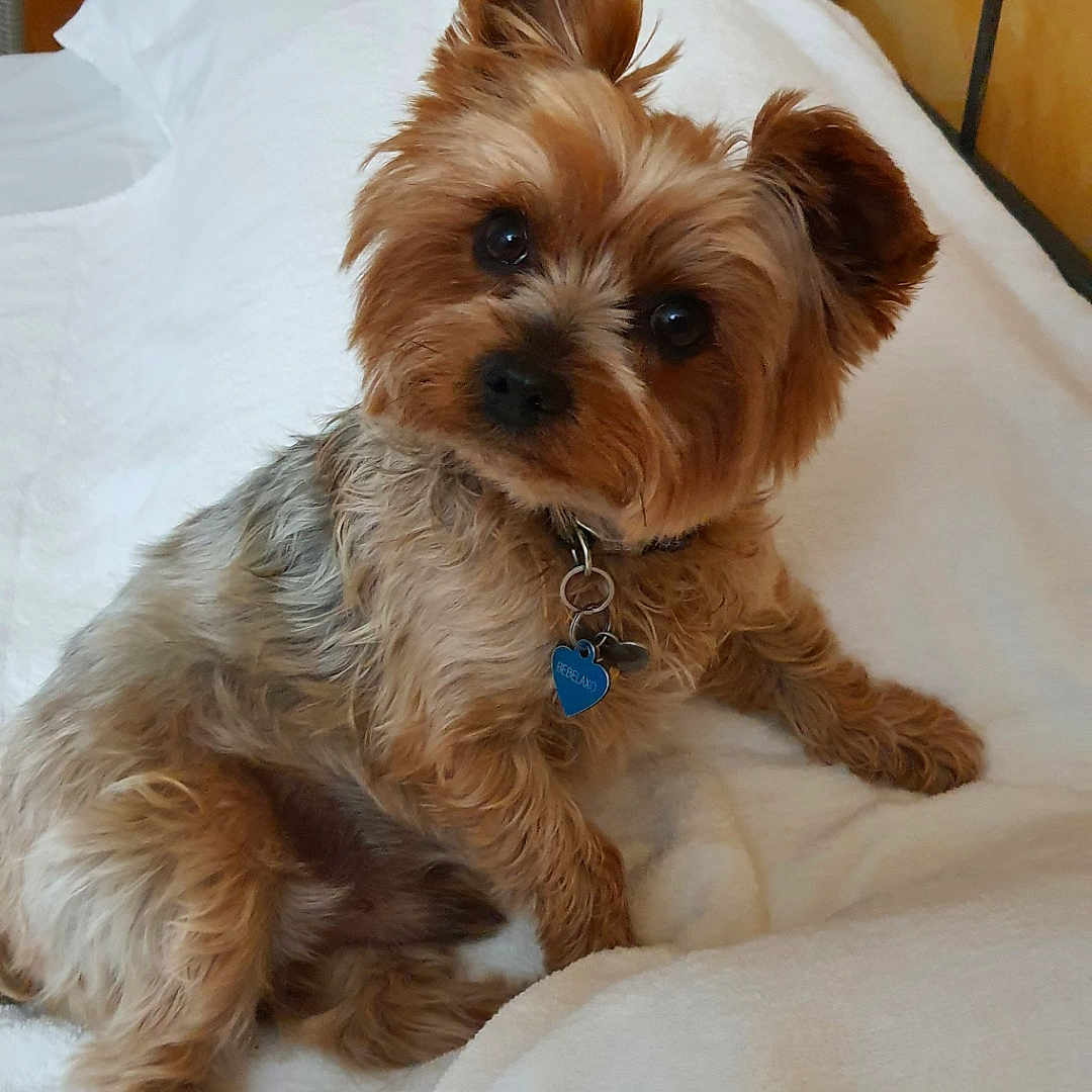 Laxo a rejoint le concours — aidez-le/la à gagner de superbes lots ! animal, bed, blanket, brown_fur, canine, collar, comfort, companion, cute, dog, domestic, ears, fur, household, indoor, looking, pet, resting, small_dog, white_blanket