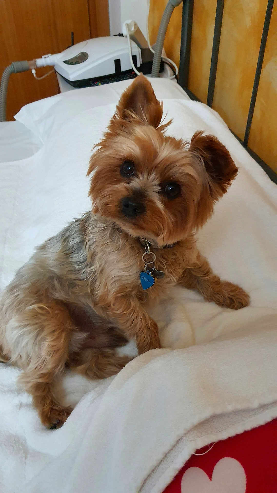 Laxo a rejoint le concours — aidez-le/la à gagner de superbes lots ! dog, pet, bed, blanket, collar, indoor, fur, cute, small_dog, ears, brown_fur, white_blanket, resting, looking, animal, companion, canine, household, comfort, domestic