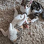 kitten, cat, cats, two_kittens, playful, rug, carpet, furry, paws, whiskers, eyes, looking_at_camera, indoor, domestic, cute, small_pet, lying_down, cuddling, cozy, tabby