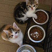 Hazel is registered to the contest to win money with this photo: kitten, cat, pet, food_bowl, kibble, indoor, curious, cute, fur, animal, playful, floor, carpet, feeding, domestic, two_animals, small, young, looking_up, paw