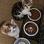 kitten, cat, pet, food_bowl, kibble, indoor, curious, cute, fur, animal, playful, floor, carpet, feeding, domestic, two_animals, small, young, looking_up, paw