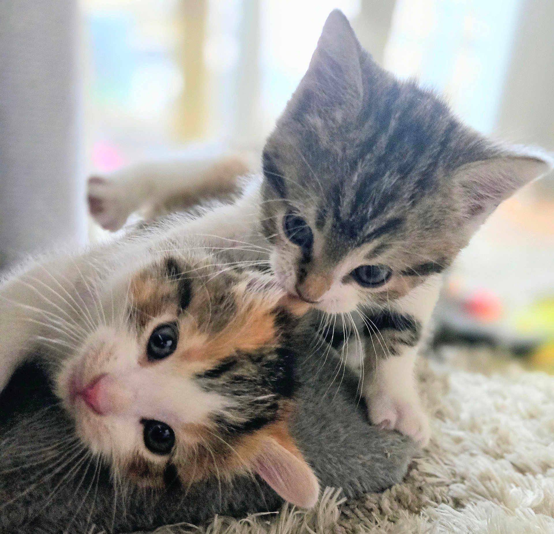 Hazel joined the competition — help win amazing prizes! kitten, cat, playful, cute, fur, pet, animal, domestic, whiskers, ears, carpet, closeup, indoor, young, adorable, soft_focus, sibling, curious, lying_down, sniffing