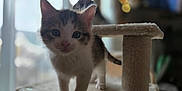 Hazel joined the competition — help win amazing prizes! kitten, cat, pet, indoor, feline, cute, young, animal, fur, whiskers, ears, paws, cat_tree, soft, blurred_background, bokeh, window, natural_light, curious, domestic