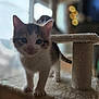kitten, cat, pet, indoor, feline, cute, young, animal, fur, whiskers, ears, paws, cat_tree, soft, blurred_background, bokeh, window, natural_light, curious, domestic