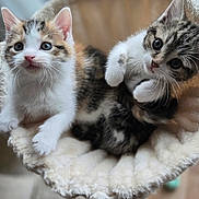 Hazel is registered to the contest to win money with this photo: kitten, cat, two_kittens, pair, whiskers, blue_eyes, fur, calico, tabby, paws, cozy_bed, pet_bed, plush, cute, adorable, indoor, shallow_depth_of_field, close_up, curious, playful