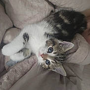 Jasper is registered to the contest to win money with this photo: kitten, cat, pet, animal, cute, furry, sleeping_area, blanket, soft, young, tabby, white, small, indoor, cozy, resting, fur, whiskers, ears, paw